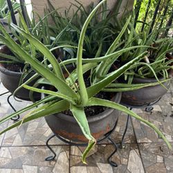 Aloe Plants In A Pot With Plant Stand $30 Each/ Without Stand $20