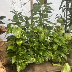 Golden Pothos Plant 