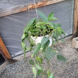 Cebu Pothos Plant 6" Pot $8 Each