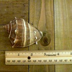Melongena shell 3" caribbean crown conch seashell beach ocean home decor