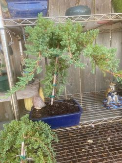 Bonsai Miyagi style Japanese garden Juniper $140