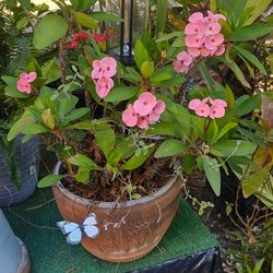 Crown Of Thorn Plant