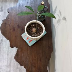 Sturdy Solid Wood Illinois Coffee Table