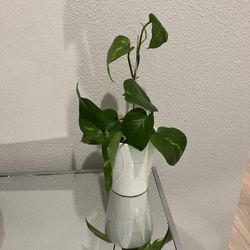 Gold Pothos Plant