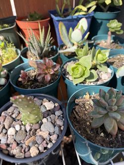 Succulents 