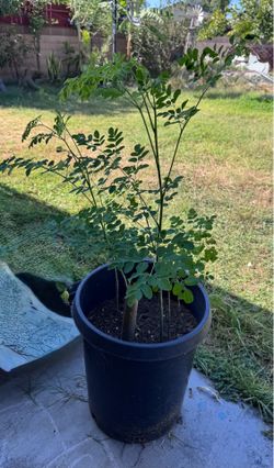 Moringga/Malunggay Miracle Tree