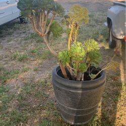 Big Pot Of Succulents 
