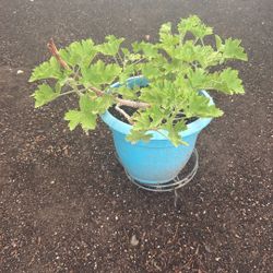 Geraniums 