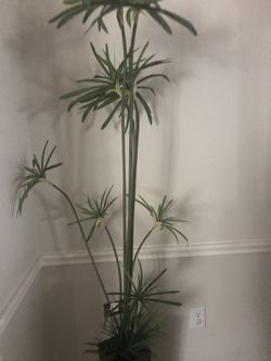Beautiful Tree