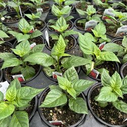 $10 Each Insanely Hot Carolina Reaper Spicy 🌶️ Peppers Chili Pepper Veggie  Cash only  Pick up in North San Jose, By appointment only  Location: loca