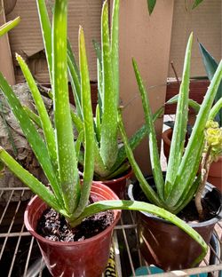 Aloe vera plants