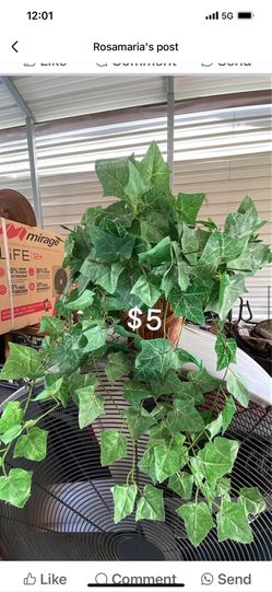 Plant