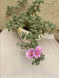 Oscularia Deltoides Succulent Plants With Ceramic Pot
