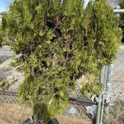 Pine/cypress with flat leaves/ 15 Gallons