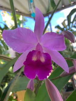 Catleya orquid