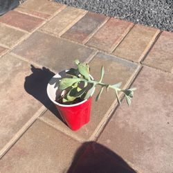 Succulent In Cup