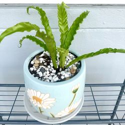 Bird's-Nest Fern For Sale 🪴Plant & Planter Brand New
