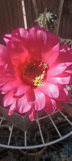 Beautiful cactus 🌵