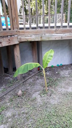 Banana tree this size are $10