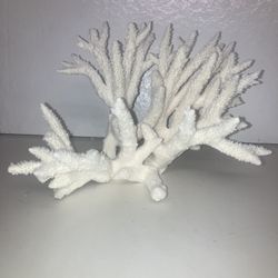 White Natural Ocean Coral 