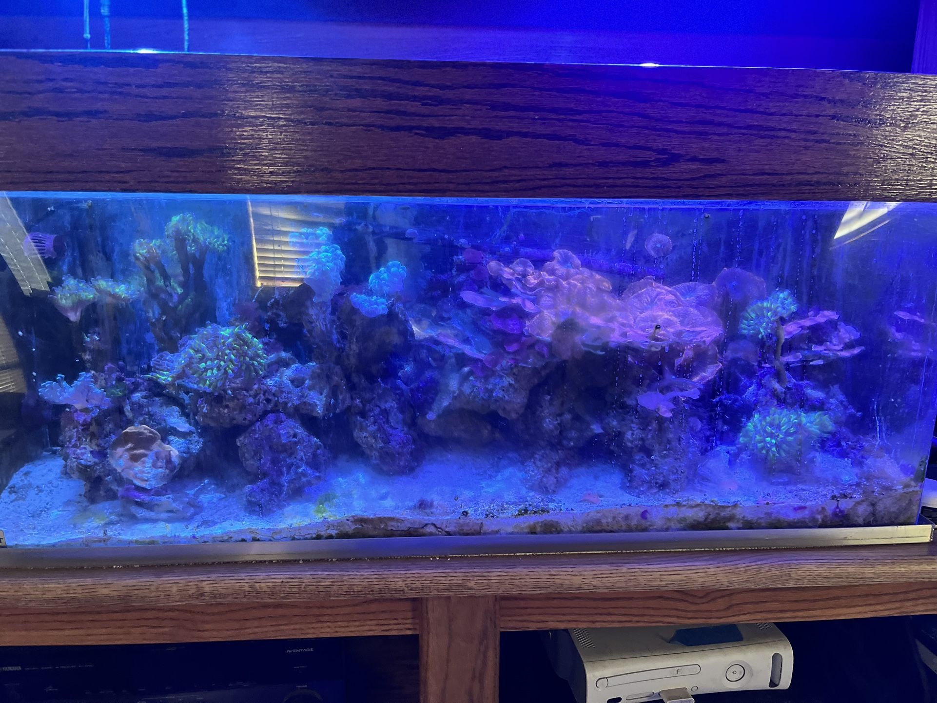 Reef Tank