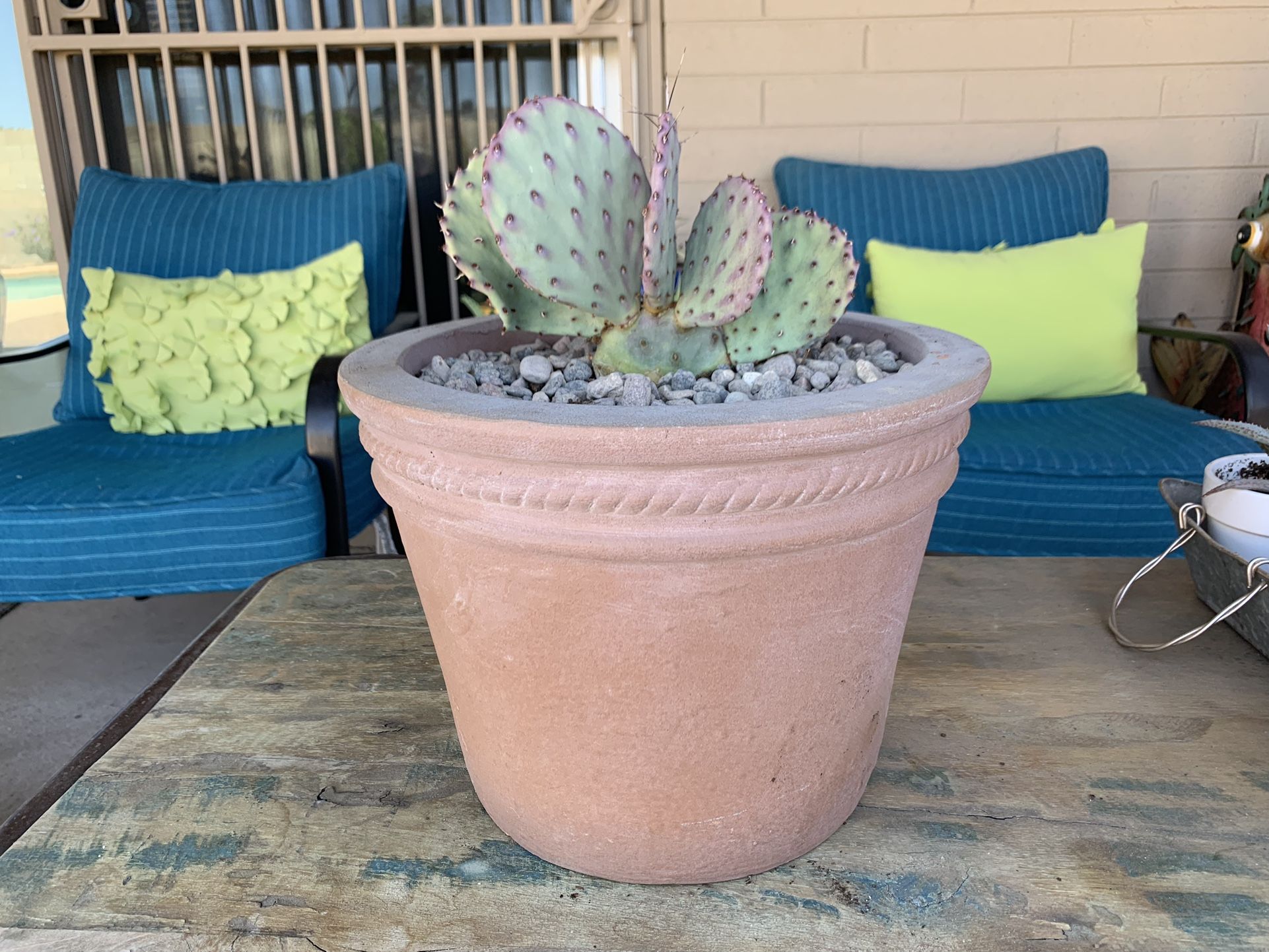 Purple Prickly Pear Cactus in Clay Pot