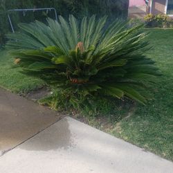Sago Palm Plants
