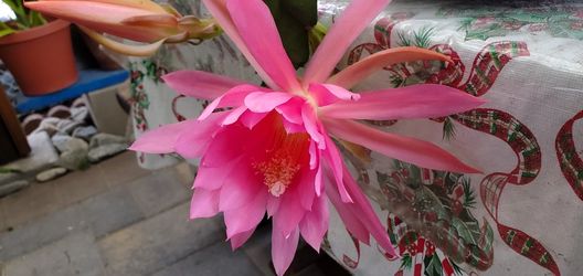 Succulent