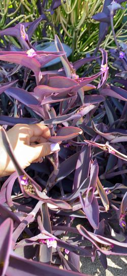 Purple Hearts Cuttings 2 For $1