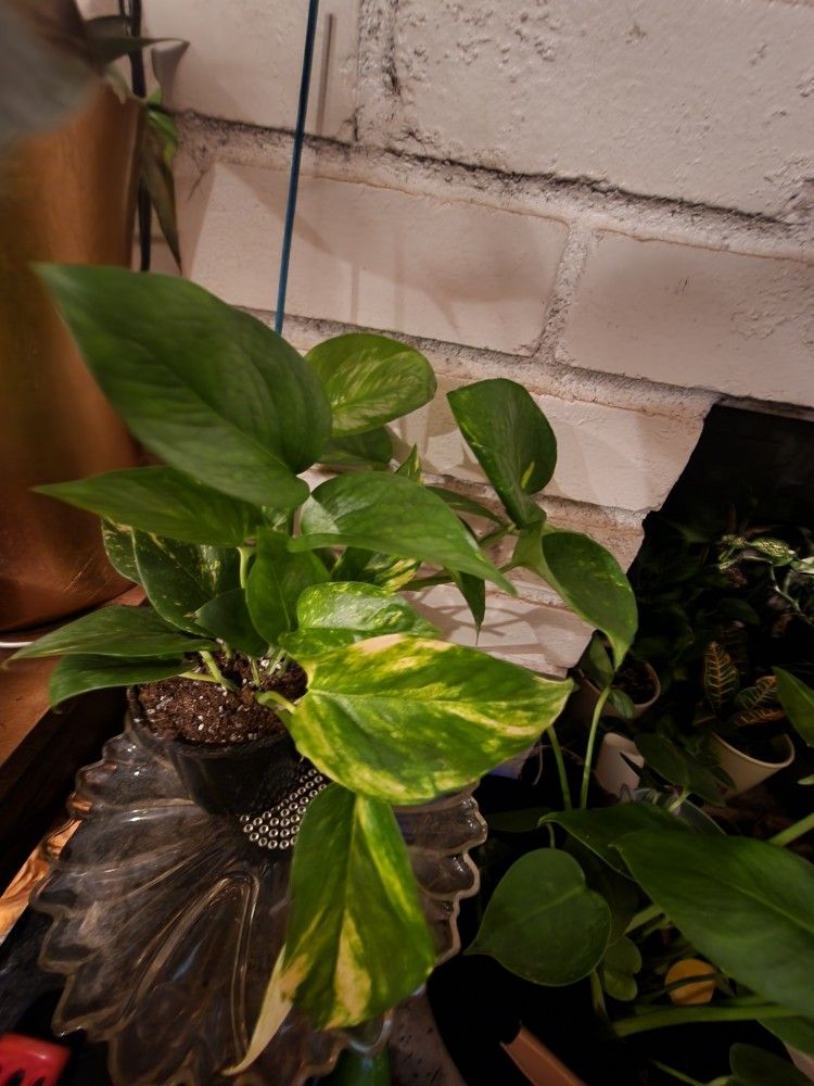 Plant