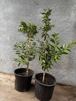 Satsuma Madeline Trees