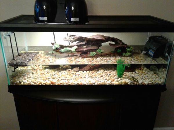20 Gallon Turtle Tank For Sale In Kissimmee Fl Offerup