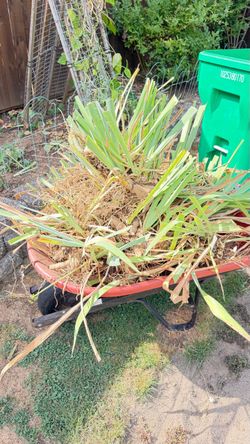 Free Purple Iris bulbs