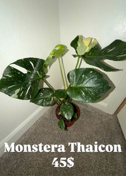 Plants