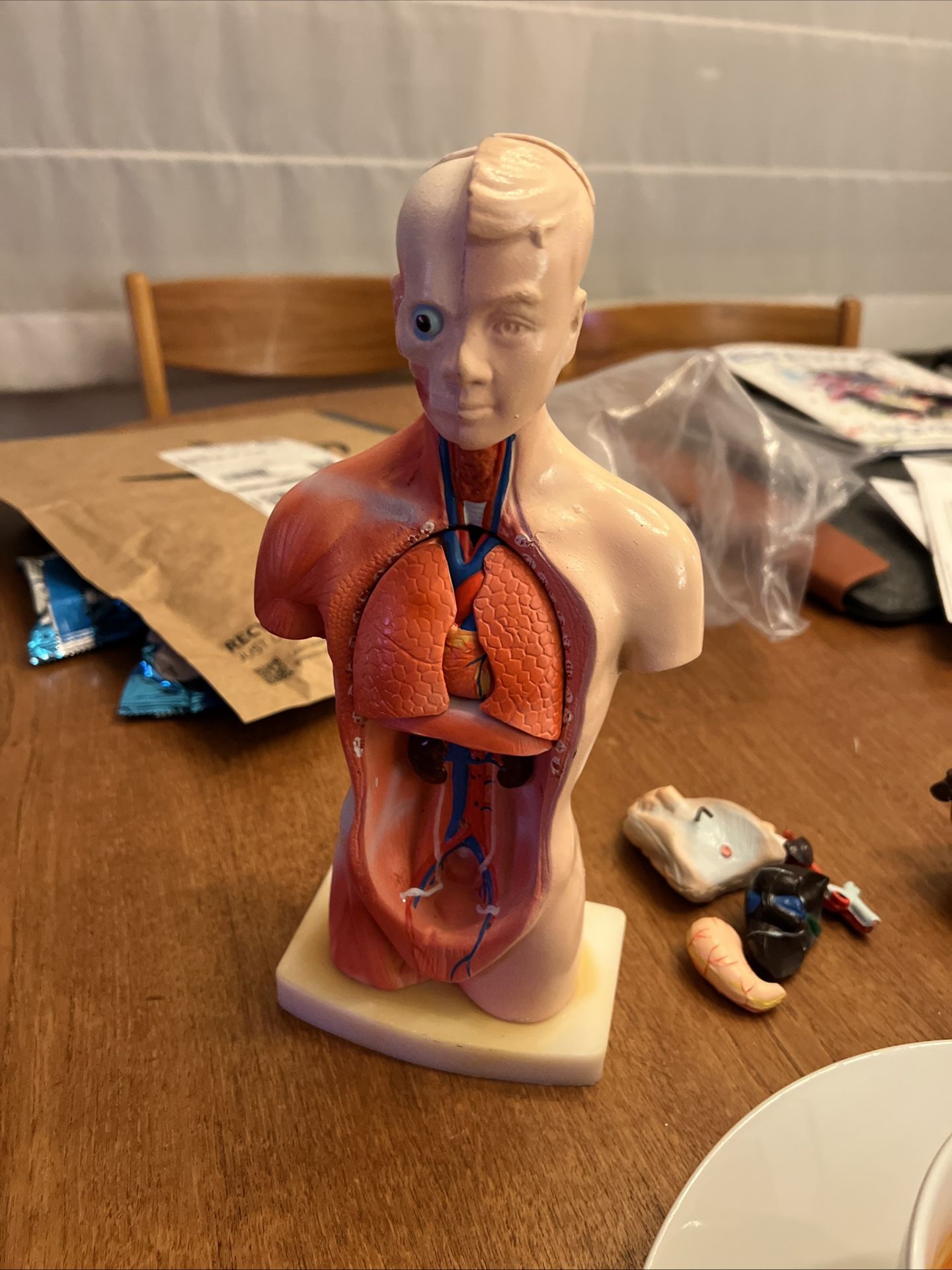 Human Anatomy Figure Model With Removable Parts