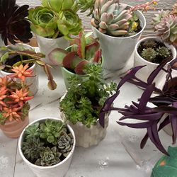 Succulents, beautiful In  New Ceramic Pots