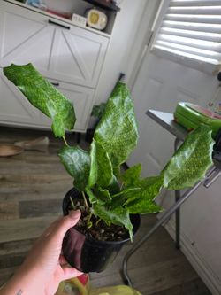 Calathea - Musaica Network