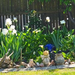 Calla Lillies And Iris White And Purple Plants 