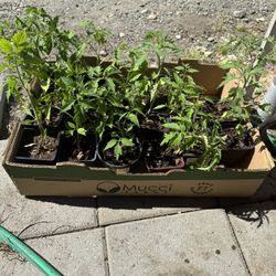  tomato Plants 🌱 