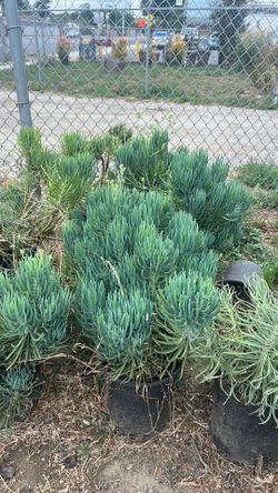 Senecio vitalis