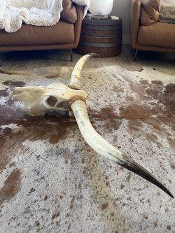 Longhorn Steer Skull