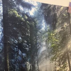  Forest Print Tapestry 