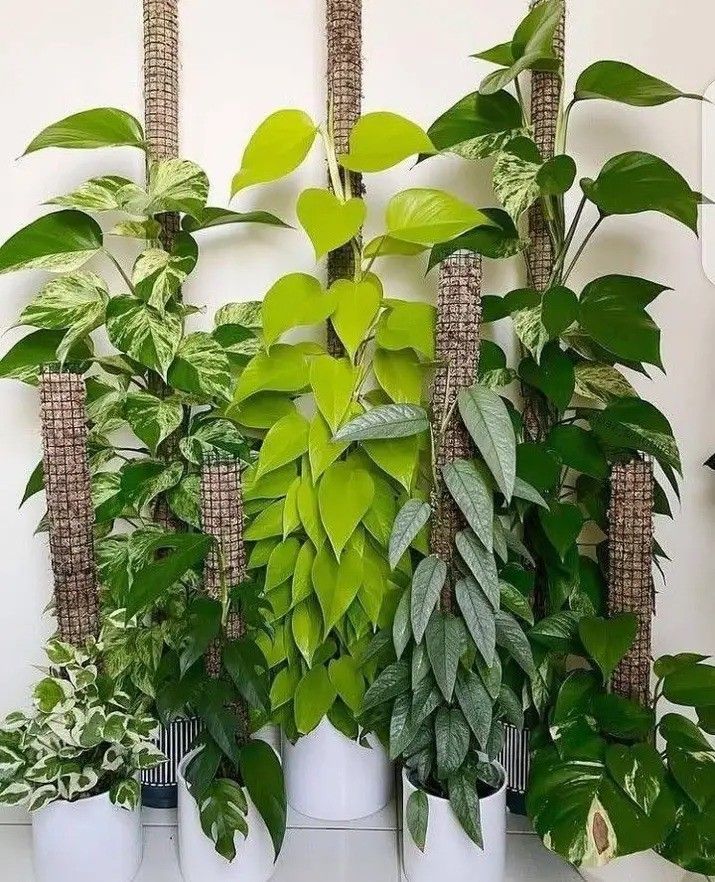 Lush Trailing Pothos Money Plant / House Plant/ Indoor Plant Flower Patio Garden  Neon Cebu Blue 