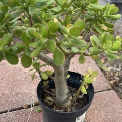 Jade Plant