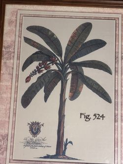 Réplica Decorativa The Banana Tree Del Año 1750 Del artista Alemán Georg Dionisios Ehret 171/2 Pulgadas X 22 Pulgadas