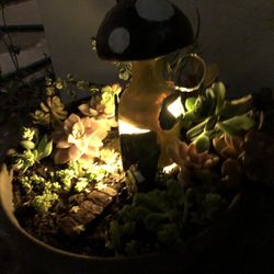 Light Up, Gnome Home Succulents