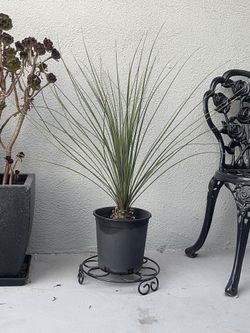 Mexican Grass Tree – Dasylirion longissimum 🌵✨