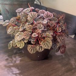 Peperomia Red Luna