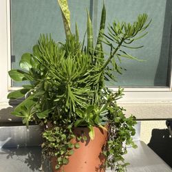 Assorted Succulent Plants 