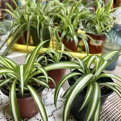 Ocean Spider Plants